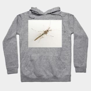 midge Hoodie